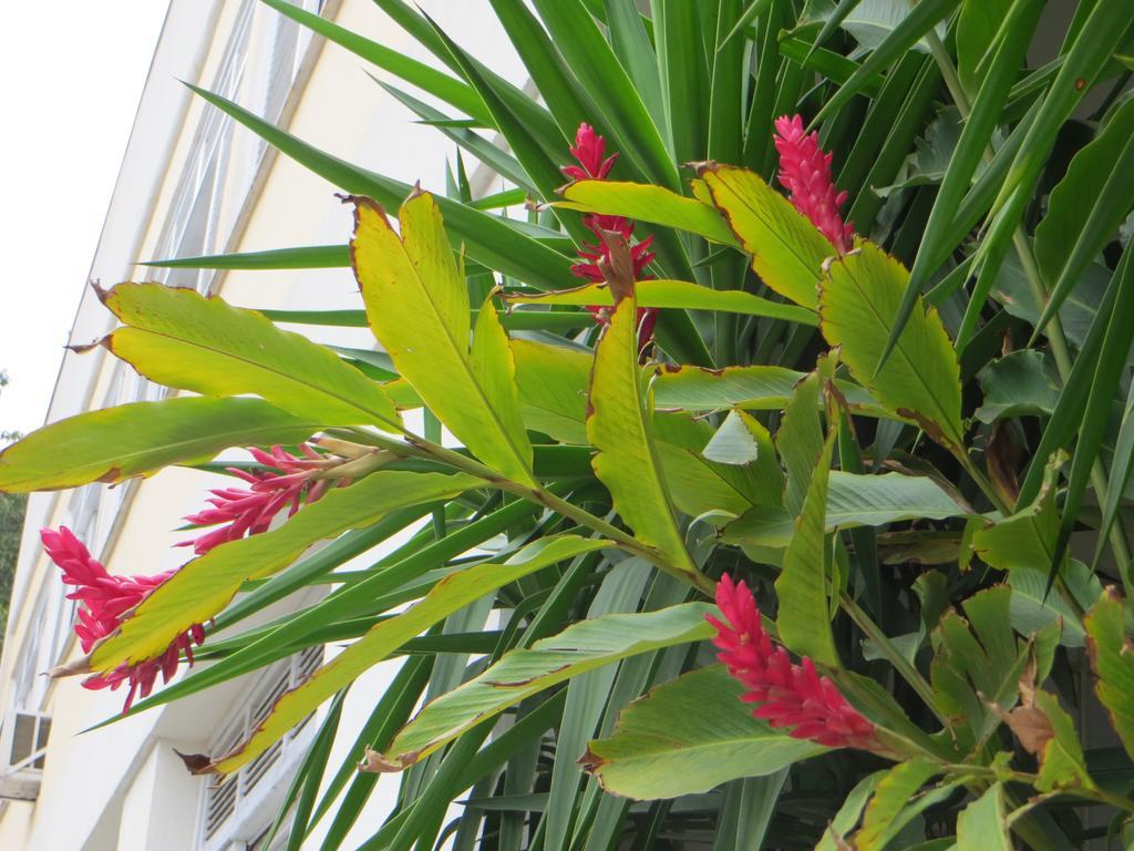 Nature Paradise Boutique Hotel Rio de Janeiro Quarto foto