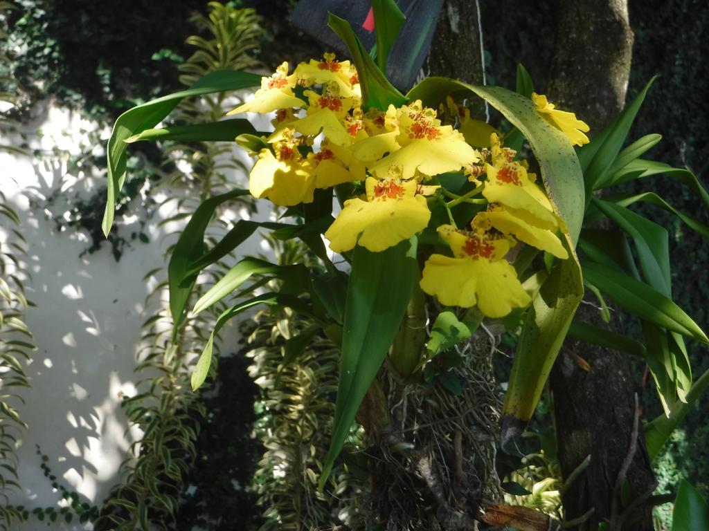 Nature Paradise Boutique Hotel Rio de Janeiro Exterior foto
